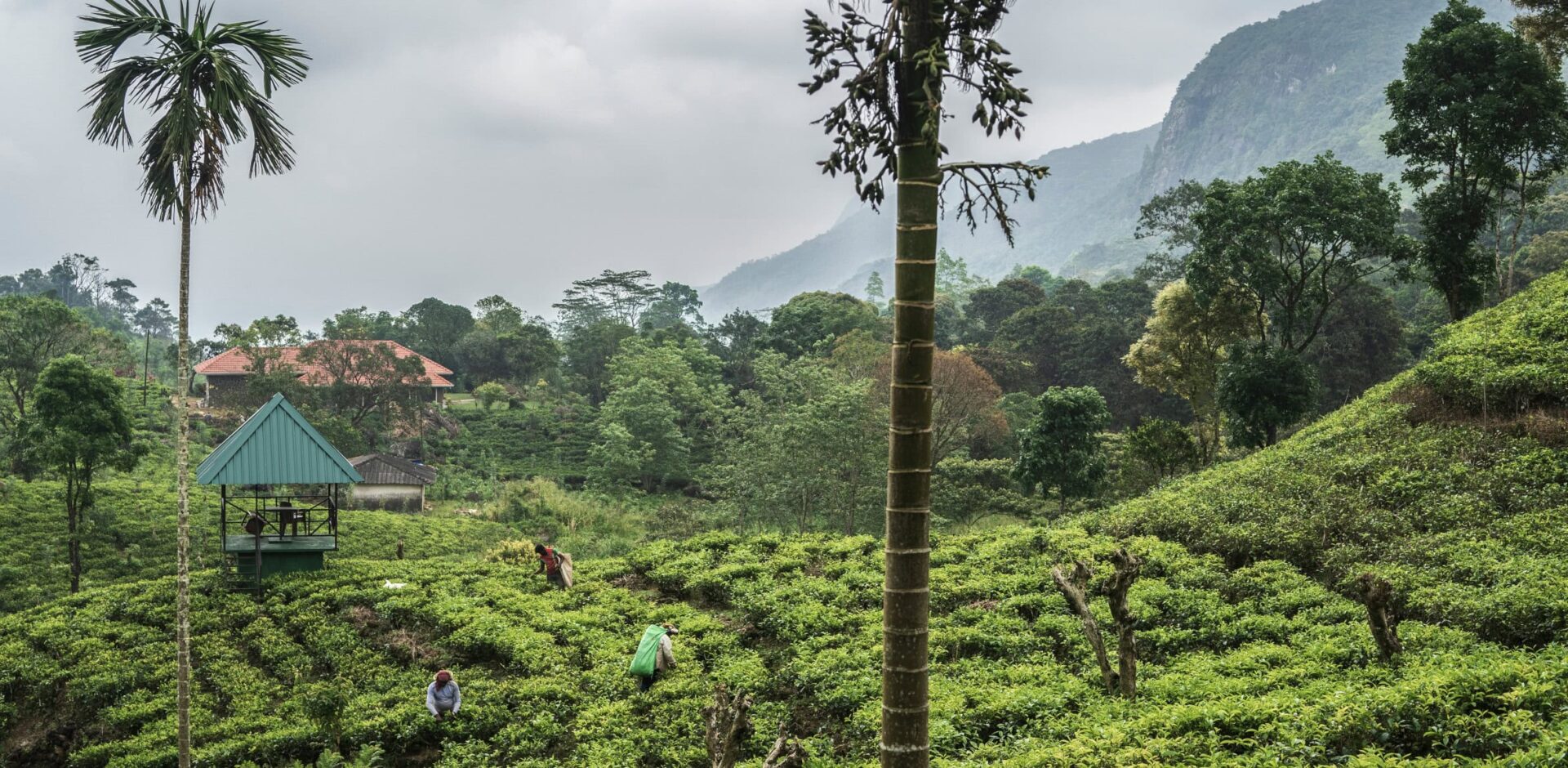 Tea plantation in Rakwana, Sri Lanka. Picture by Ranmali Kirinde - Unsplash