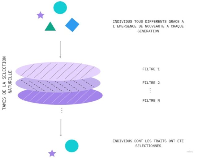 Figure 1 : Illustration du processus de tamis de la sélection naturelle (Nadisic M., 2023)