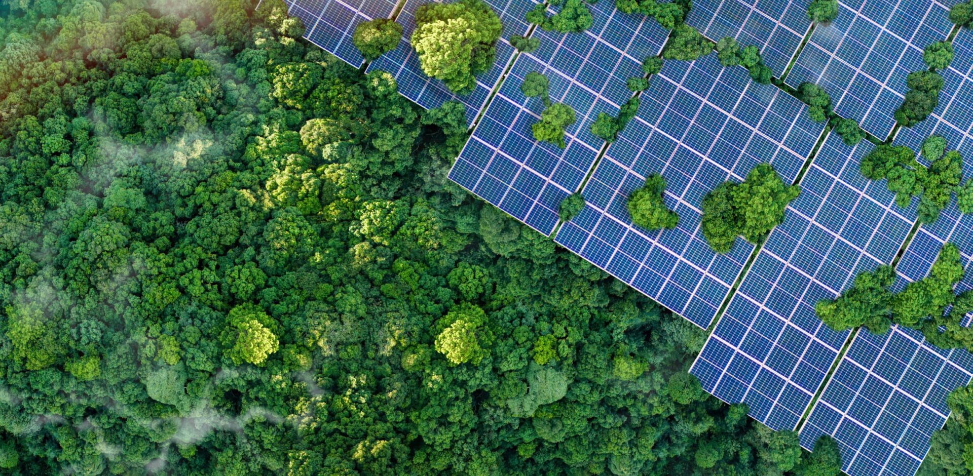 Solar panels installed in the green forest, clean alternative energy concept, sustainable energy, environment, solar power, generator. By Dee karen - AdobeStock